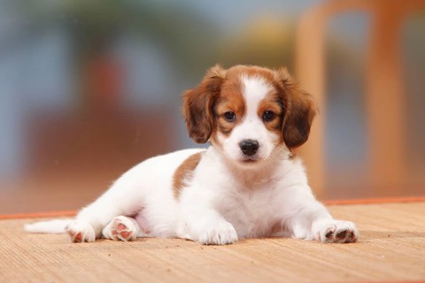 Kooikerhondje, Puppy, 8 weeks, Small Dutch Waterfowl Dog