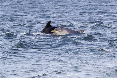 Scotland, Inverness, bottlenose dolphins (Tursiops truncatus)
