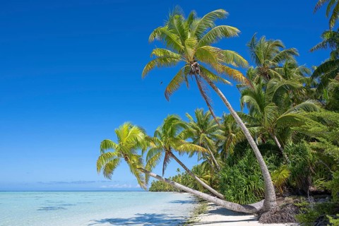 Coconut palm (Cocos nucifera), palm trees stretch out towards the sun and sea, Tetiaroa, atoll,
