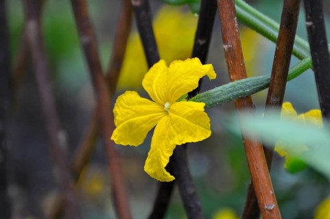 Climbing, Cucumber (Cucumis sativus) flowering, Cucumber