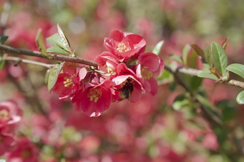 Bumblebee on ornamental quince (Chaenomeles), quince, blossom, wild bee, spring, April, Waldenburg,