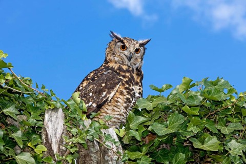 Cape Eagle Owl (bubo capensis), Adult standing on Top of Tree