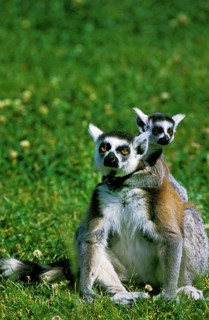 Ring Tailed Lemur (lemur catta), Female sitting with Young