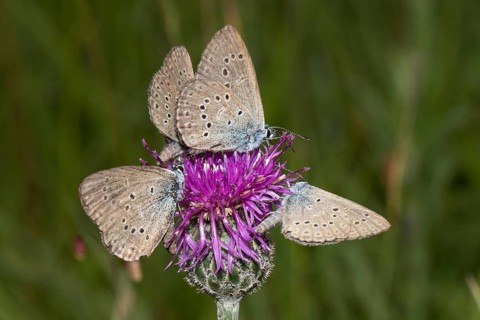 Cross gentian blue (Phengaris rebeli)