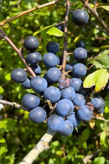 Sloe berries in late summer, (Prunus spinosa), blackthorn, blackthorn, fruit, fruits, berries,