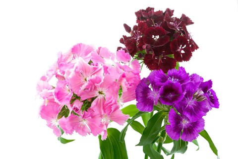 Bearded carnations on a white background