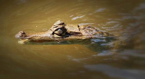 Crocodile caiman (Caiman crocodilus)