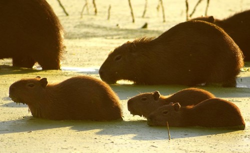 Capybara (Hydrochaeris hydrochaeris)