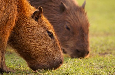 Capybara (Hydrochaeris hydrochaeris)