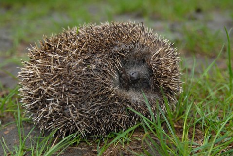 White-breasted hedgehog (Erinaceus concolor)