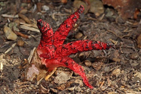 Cuttlefish mushroom (Clathrus archeri)