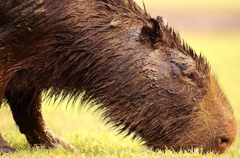 Capybara (Hydrochaeris hydrochaeris)
