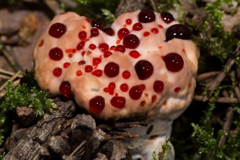 Bleeding cork stinging (Hydnellum peckii)
