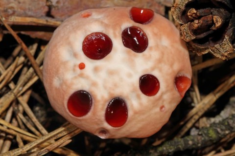Bleeding cork stinging (Hydnellum peckii)