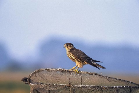 Merlin - on hawk's basket (Falco columbarius)