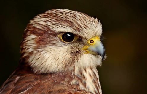 Merlin (Falco columbarius)