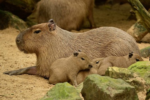 Capybara (Hydrochoerus hydrochaeris)