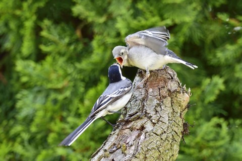 White wagtail (Motacilla alba)