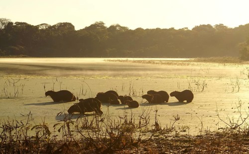 Capybaras in the Pantanal (Hydrochaeris hydrochaeris)