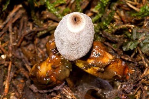 Small nesting star (Geastrum quadrifidum)