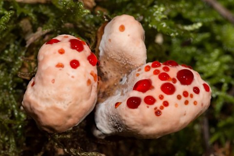 Bleeding cork stinging (Hydnellum peckii)