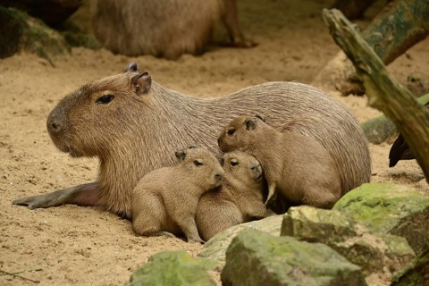 Capybara (Hydrochoerus hydrochaeris)
