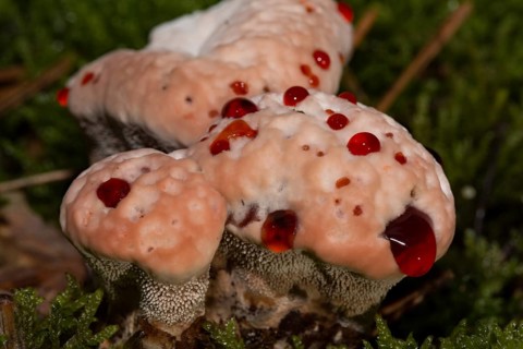 Bleeding cork stinging (Hydnellum peckii)