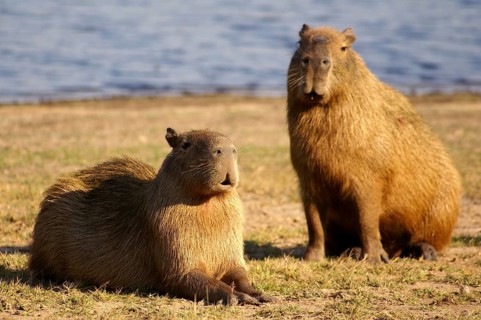 Capybara (Hydrochaeris hydrochaeris)