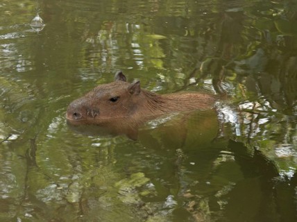 Capybara (Hydrochoerus hydrochaeris)