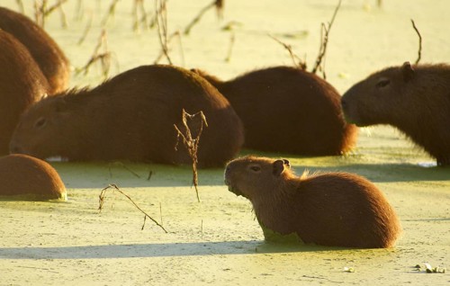 Capybara (Hydrochaeris hydrochaeris)