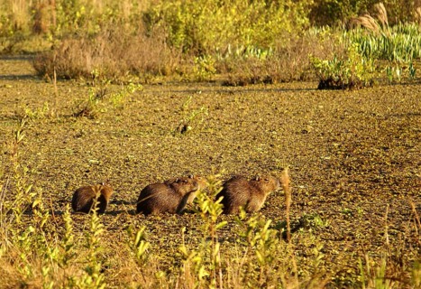 Capybaras in the Pantanal (Hydrochaeris hydrochaeris)
