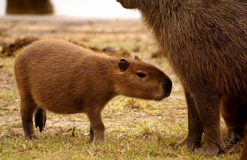 Capybara (Hydrochaeris hydrochaeris)