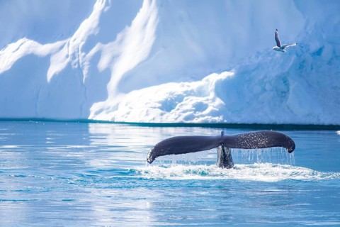 Humpback whale in the waters of Greenland (Megaptera novaeangliae)