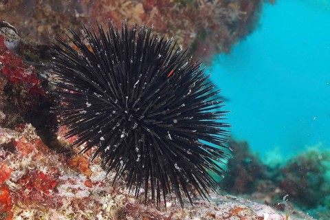 Arbacia lixula (Arbacia lixula)
