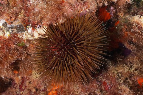 Stone urchin (Paracentrotus lividus)