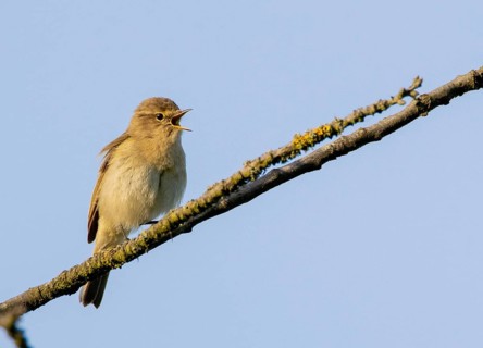 Chiffchaff (Phylloscopus collybita)