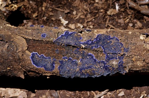 Blue bark fungus (Terana caerulea)
