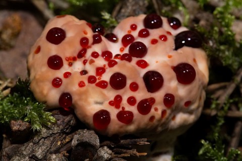 Bleeding cork stinging (Hydnellum peckii)