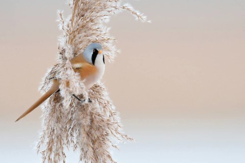 In winter... Bearded Tit (Panurus biarmicus), adult male in splendid plumage, summer plumage,