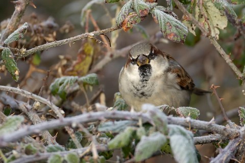 House sparrow (Passer domesticus) adult male bird in a hedgerow in winter, Norfolk, England, United