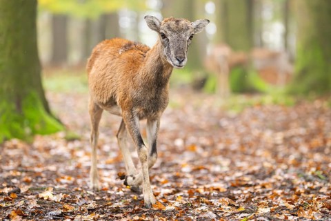 European mouflon (Ovis aries musimon) sheep (female) walking in a forest in autumn, Bavaria,