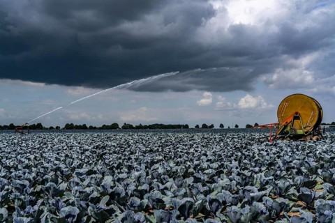 Agriculture, artificial irrigation of a field, irrigation system, cabbage cultivation, red cabbage,