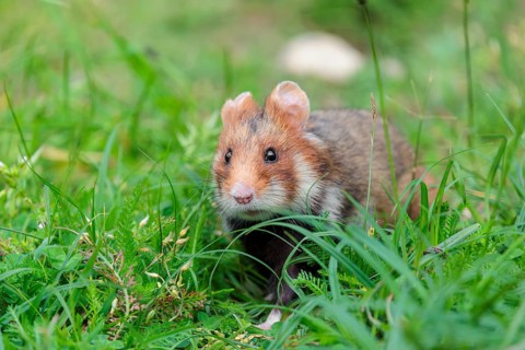 A European hamster (Cricetus cricetus) collects herbs, grass and daisies in a fresh green meadow