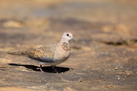 Palm Pigeon (Spilopelia senegalensis), adult, on the ground, foraging, Mountain Zebra National