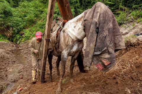 Draft horse and man, A man loads planks onto a draft horse after it was put back on its feet