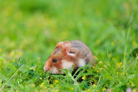 A European hamster (Cricetus cricetus) collects herbs, grass and daisies in a fresh green meadow