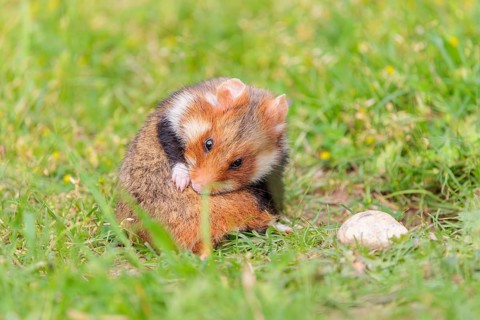 A European hamster (Cricetus cricetus), cleans its fur in a green meadow on a cloudy day