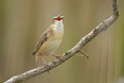 Sedge warbler (Acrocephalus schoenobaenus) adult bird singing on a tree branch in spring, England,