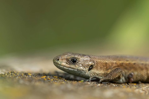 Common lizard (Zootoca vivipara) adult reptile resting on a wooden sleeper, England, United Kingdom