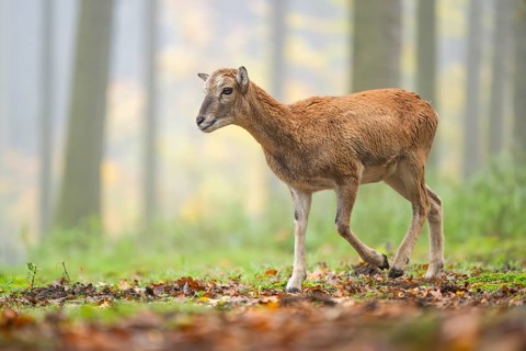 European mouflon (Ovis aries musimon) sheep (female) walking in a forest in autumn, Bavaria,